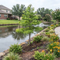 Bald Cypress Tree