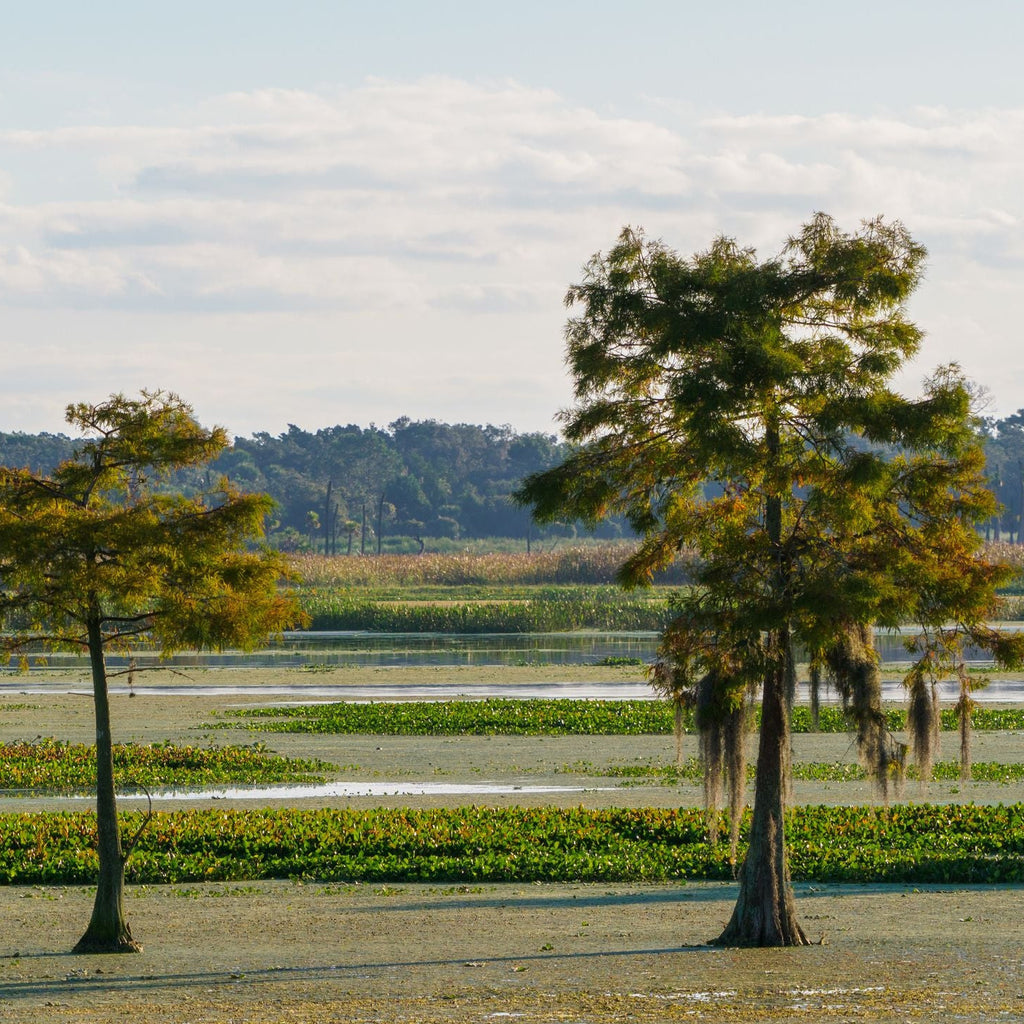 Pond Cypress Tree