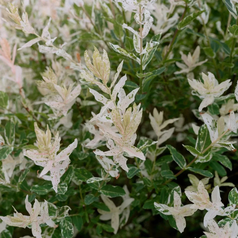 Dappled Willow Shrub