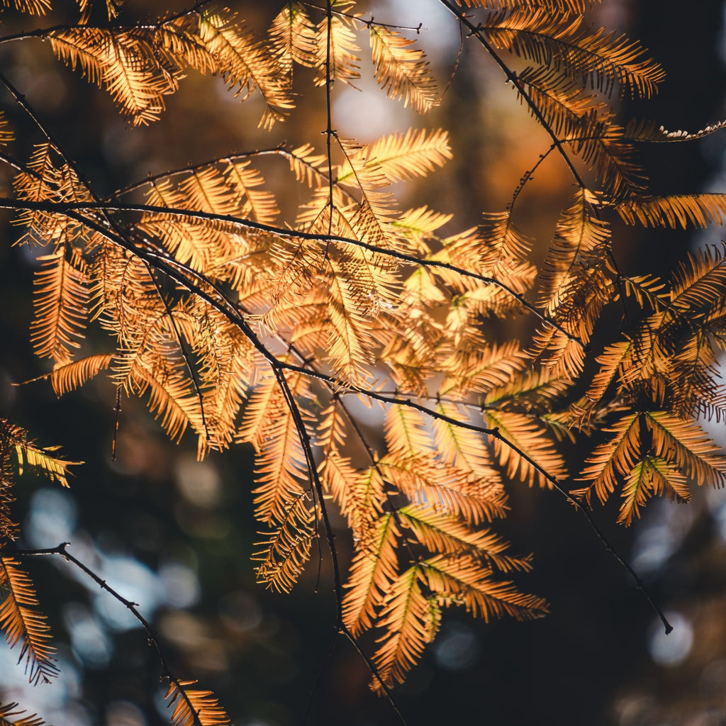 Dawn Redwood Tree