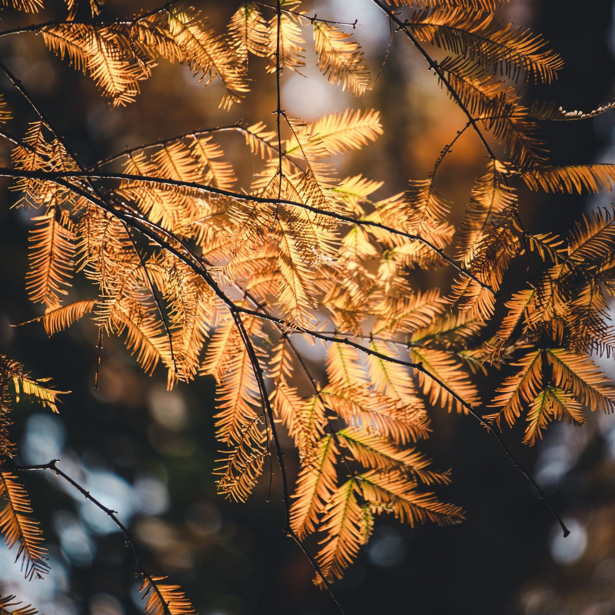 Dawn Redwood Tree