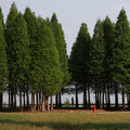 Dawn Redwood Tree