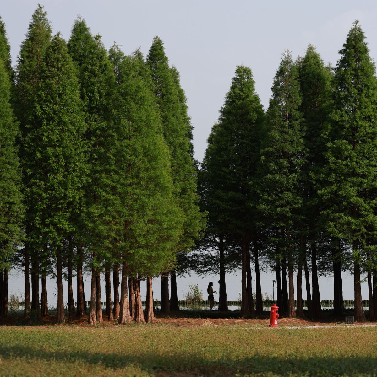 Dawn Redwood Tree