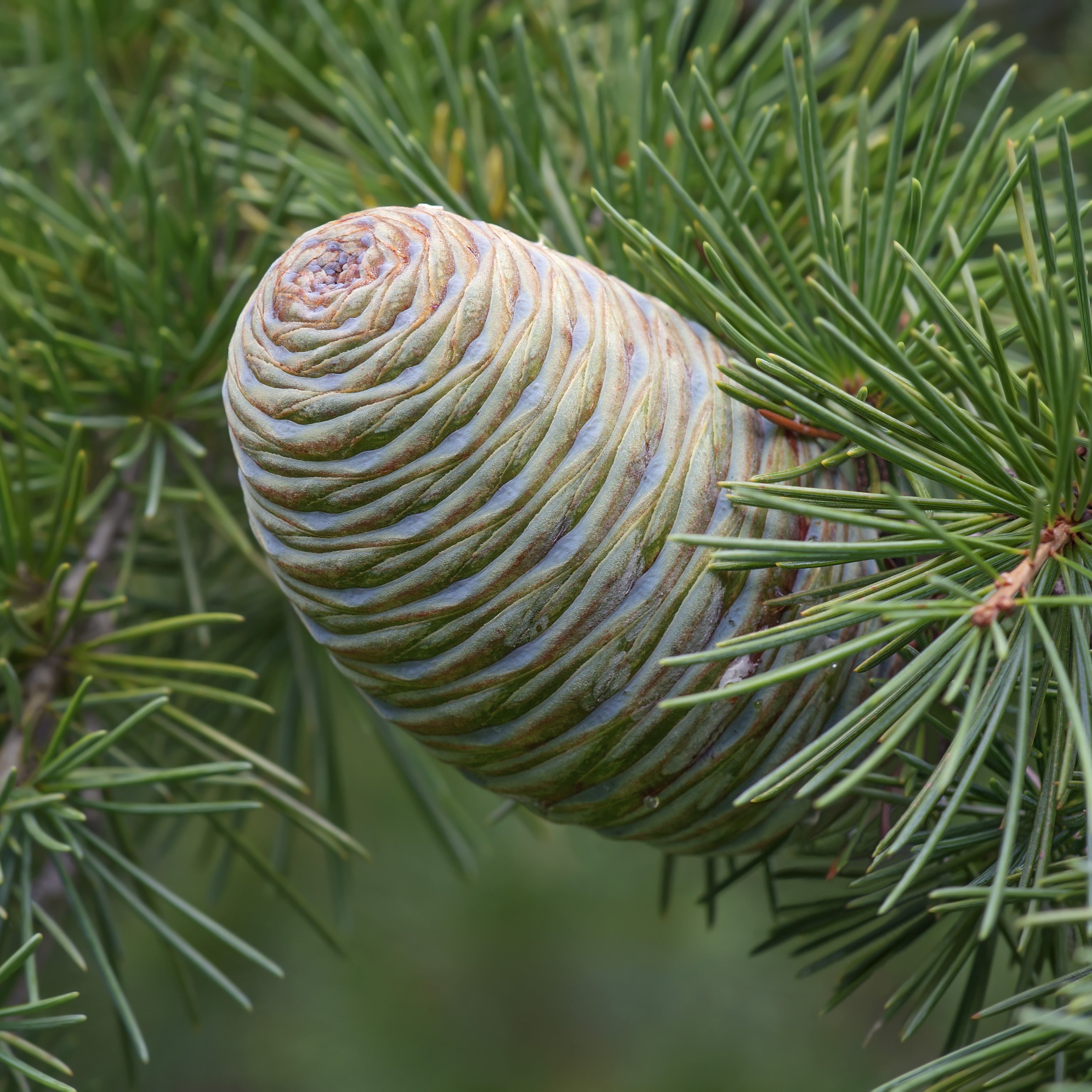 Deodar Cedar Tree