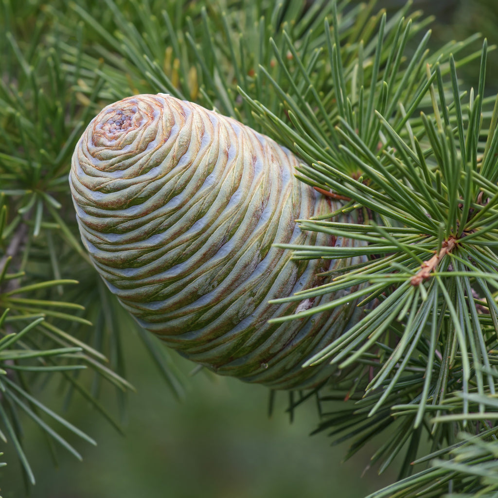 Conifer cone on a branch with green needles