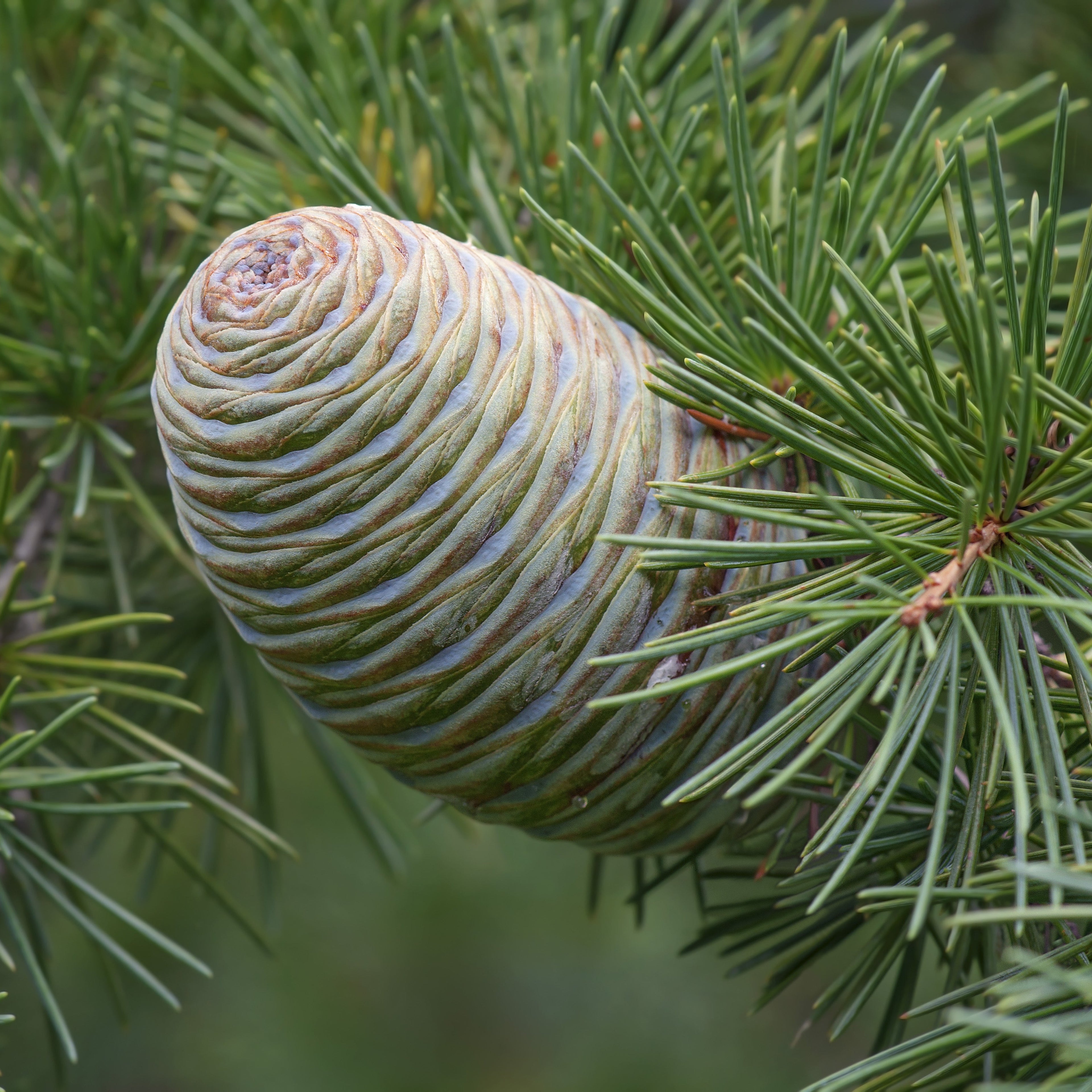 Conifer cone on a branch with green needles