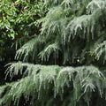 Close-up of a conifer tree with dense, needle-like green foliage and pale, drooping branches against a dark garden background.