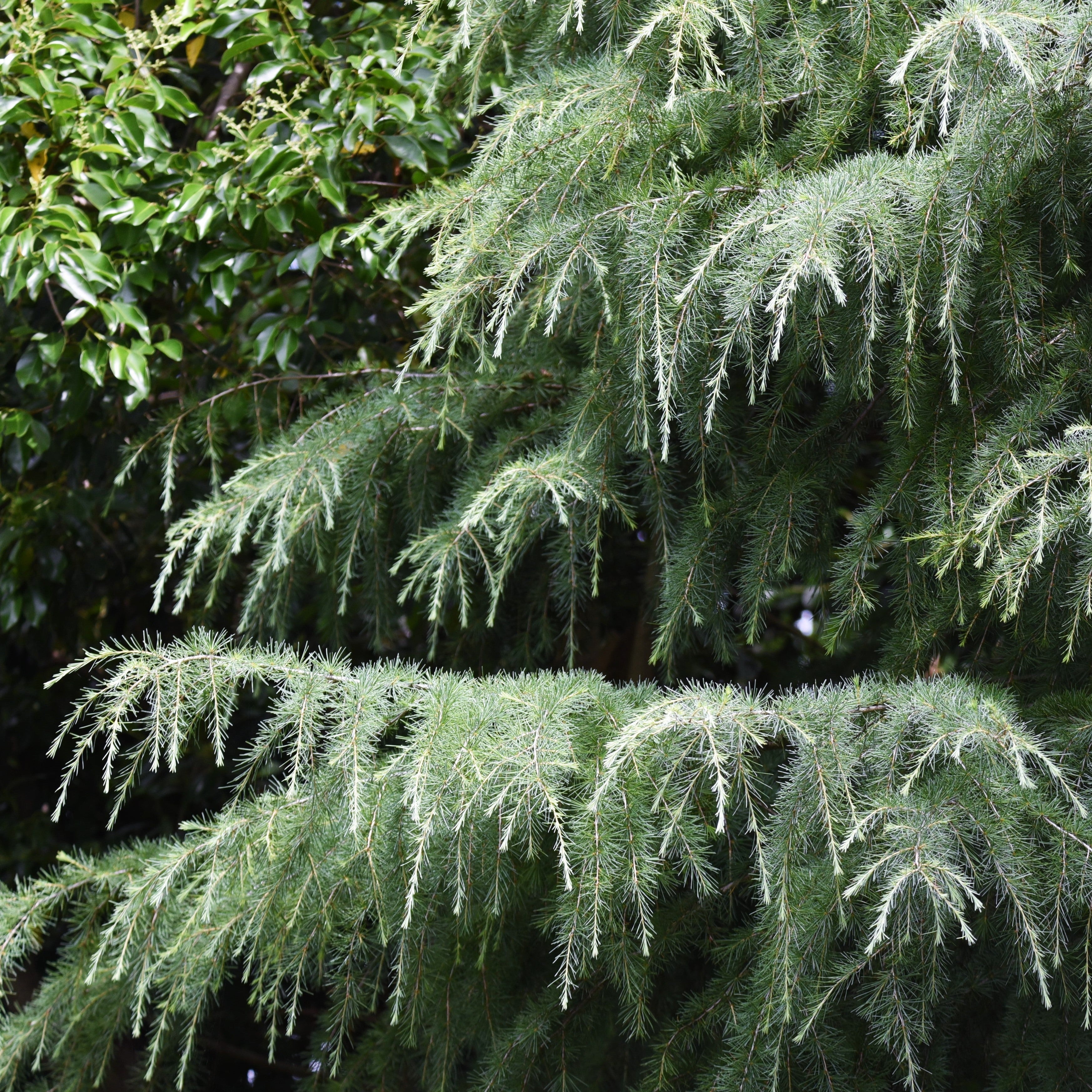 Close-up of a conifer tree with dense, needle-like green foliage and pale, drooping branches against a dark garden background.