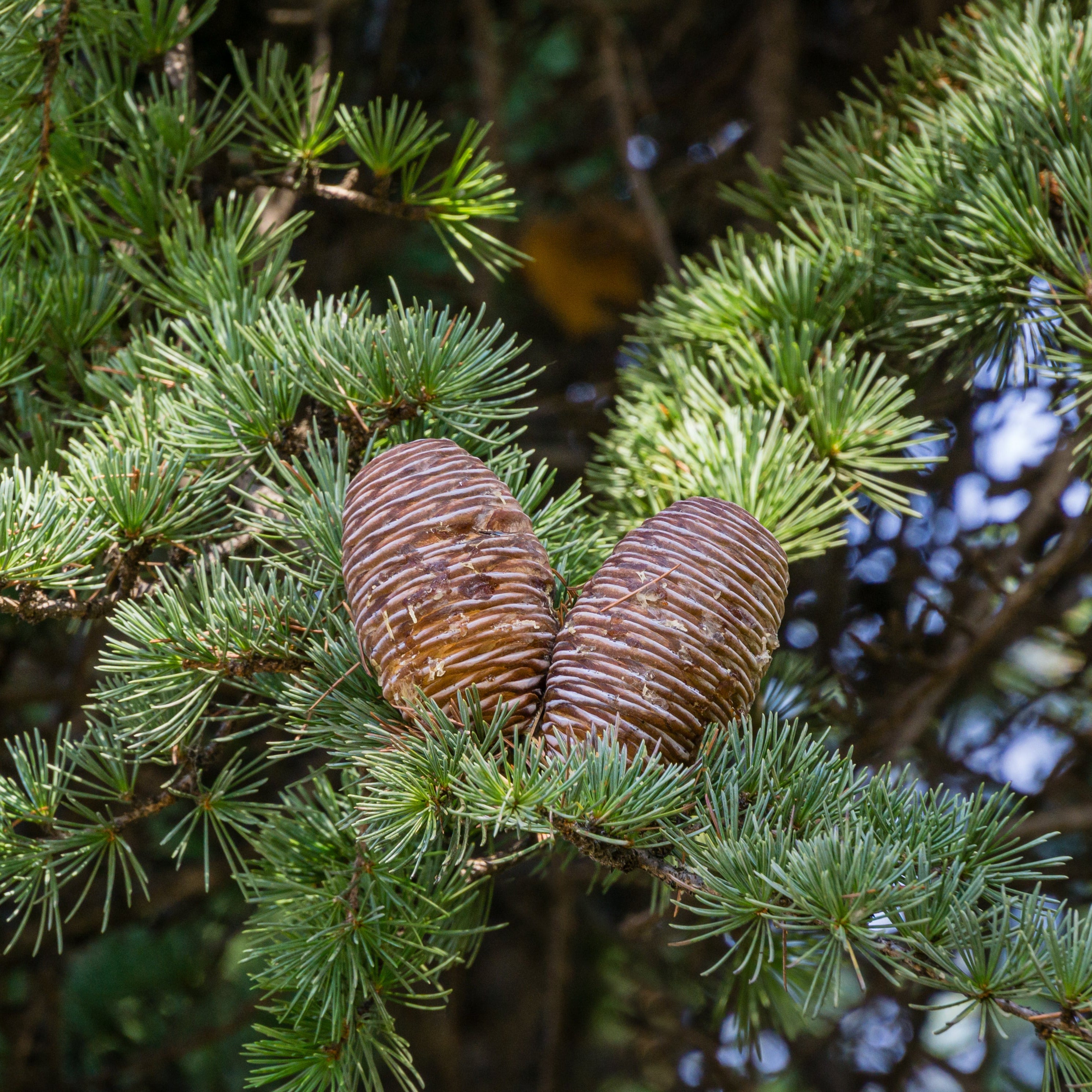 Two brown pine cones hanging from a green pine branch with dense needles, photographed outdoors against a blurred forest background. Deodora Cedar