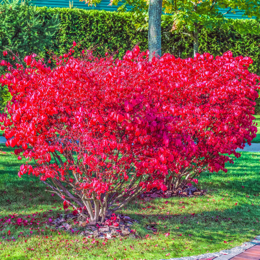 Dwarf Burning Bush