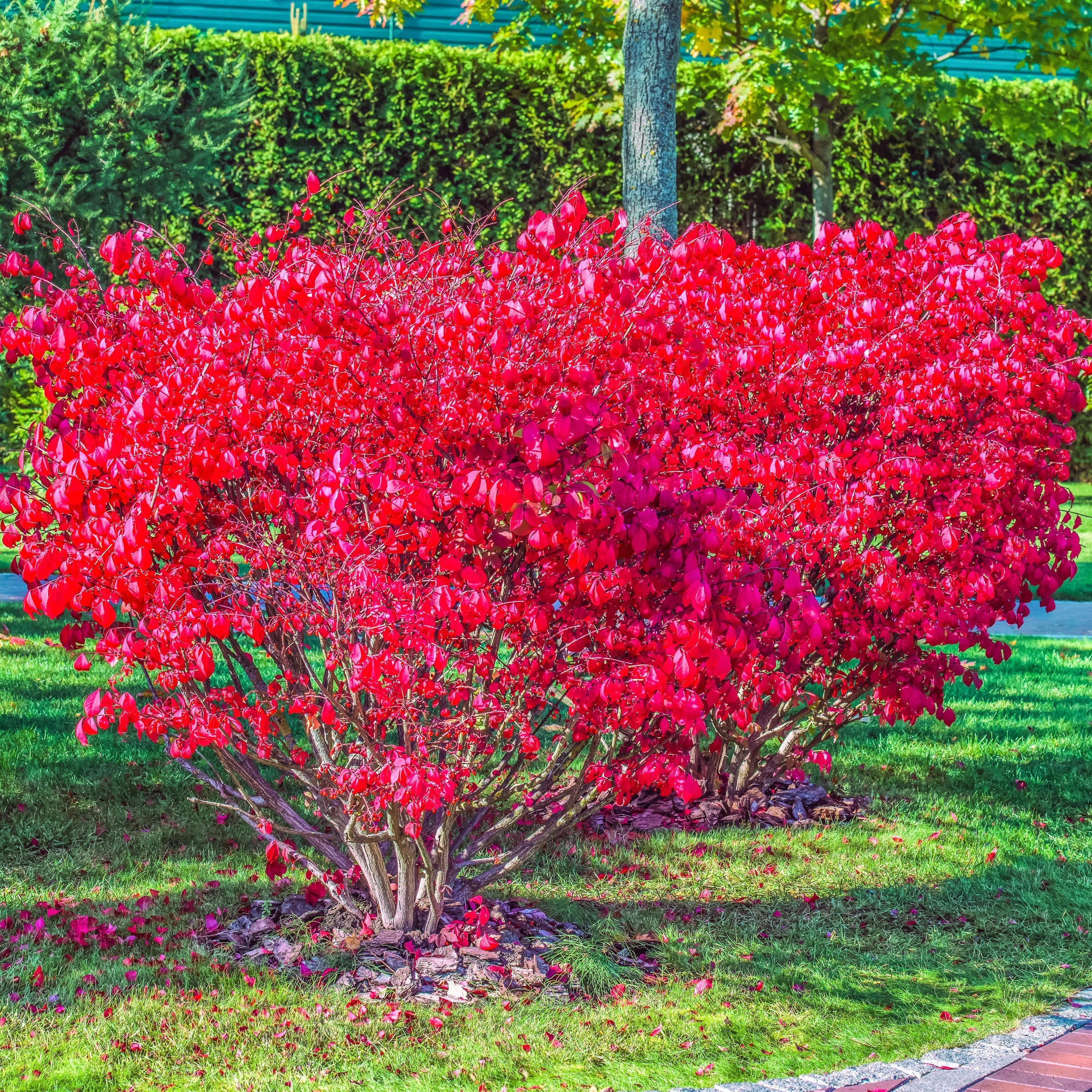 Dwarf Burning Bush