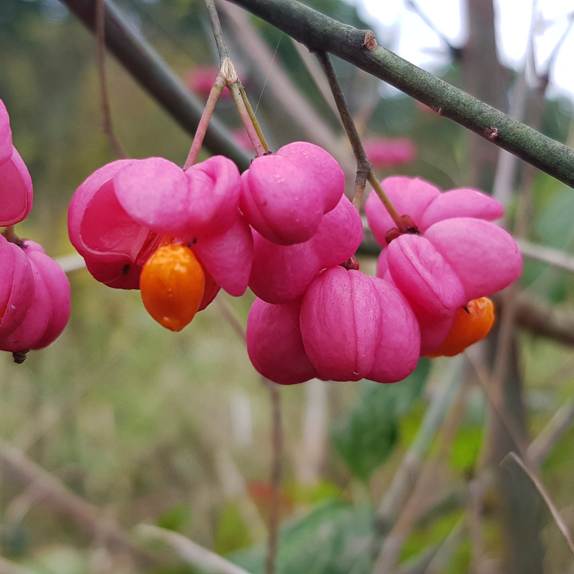 Dwarf Burning Bush