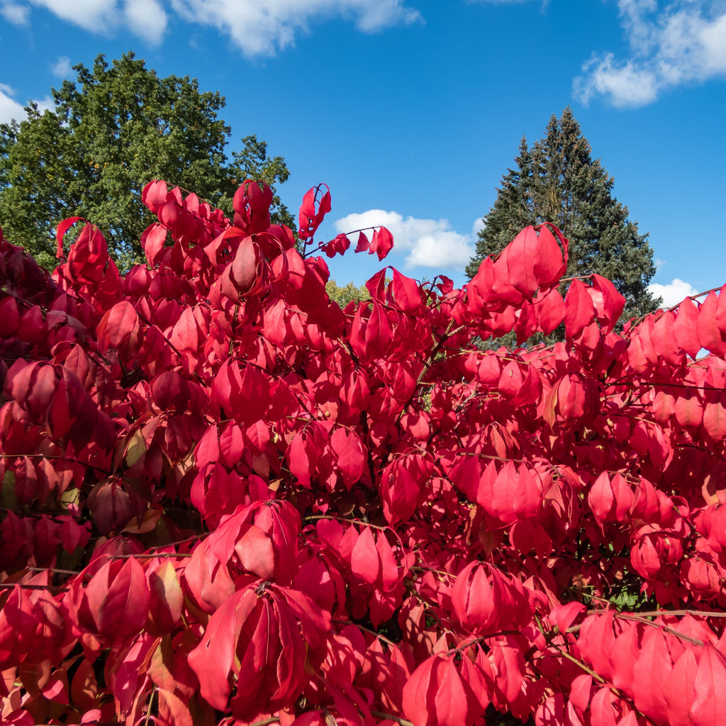 Dwarf Burning Bush