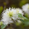 A close-up photograph of a white fluffy flower with a green center and surrounding green leaves, set against a soft blurred natural background with more white flowers.