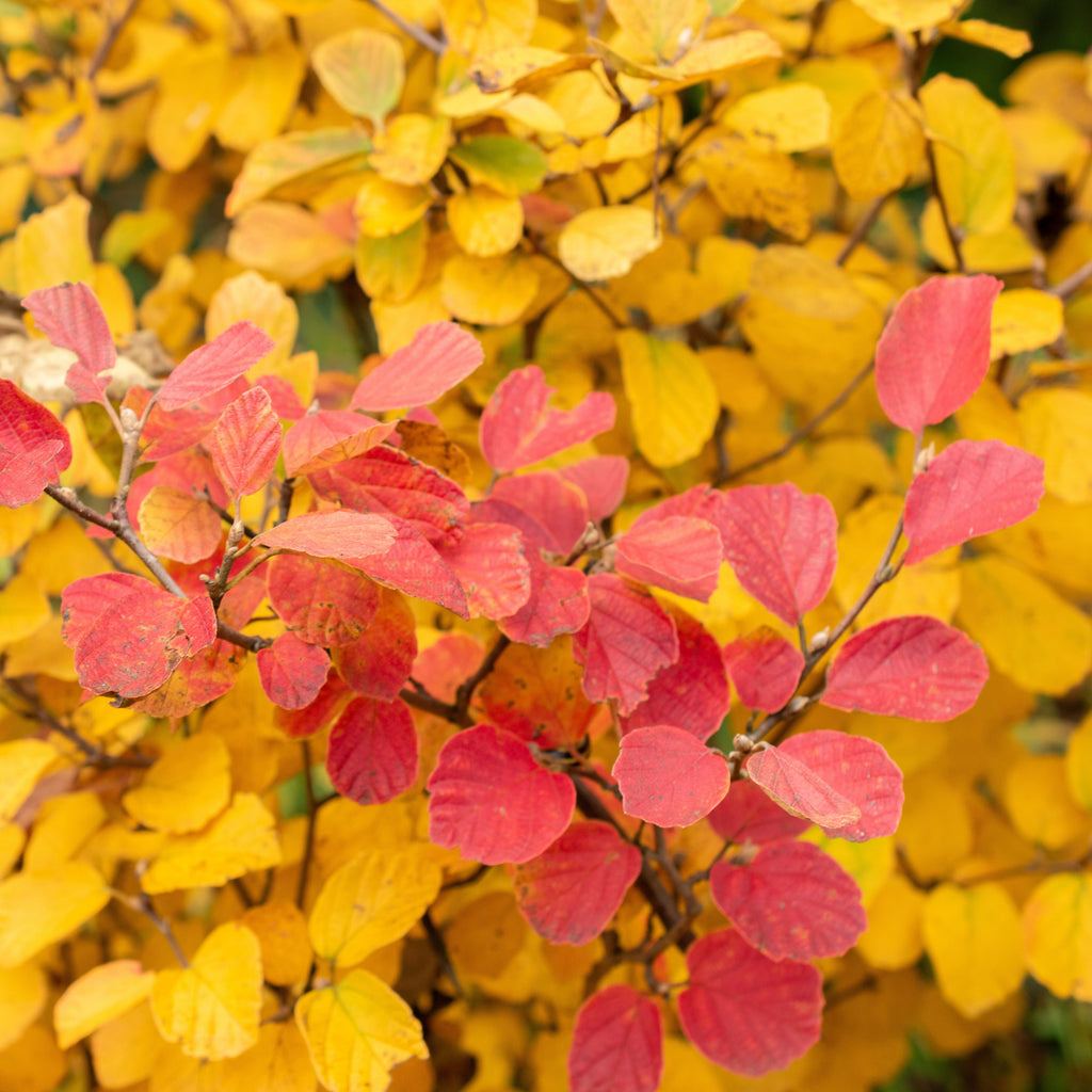 Close-up of autumn foliage with many small yellow leaves and a few brighter pink-red leaves on thin brown branches.
