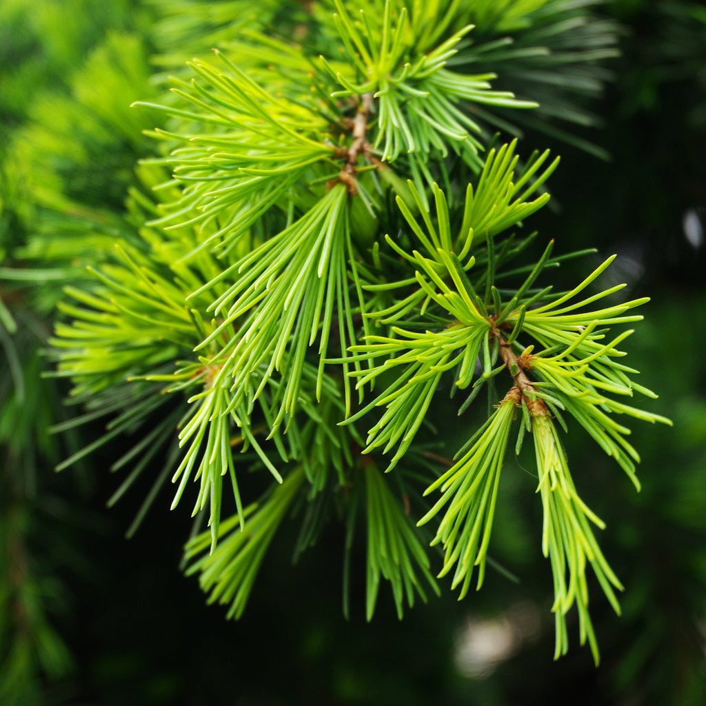 Deodar Cedar Tree