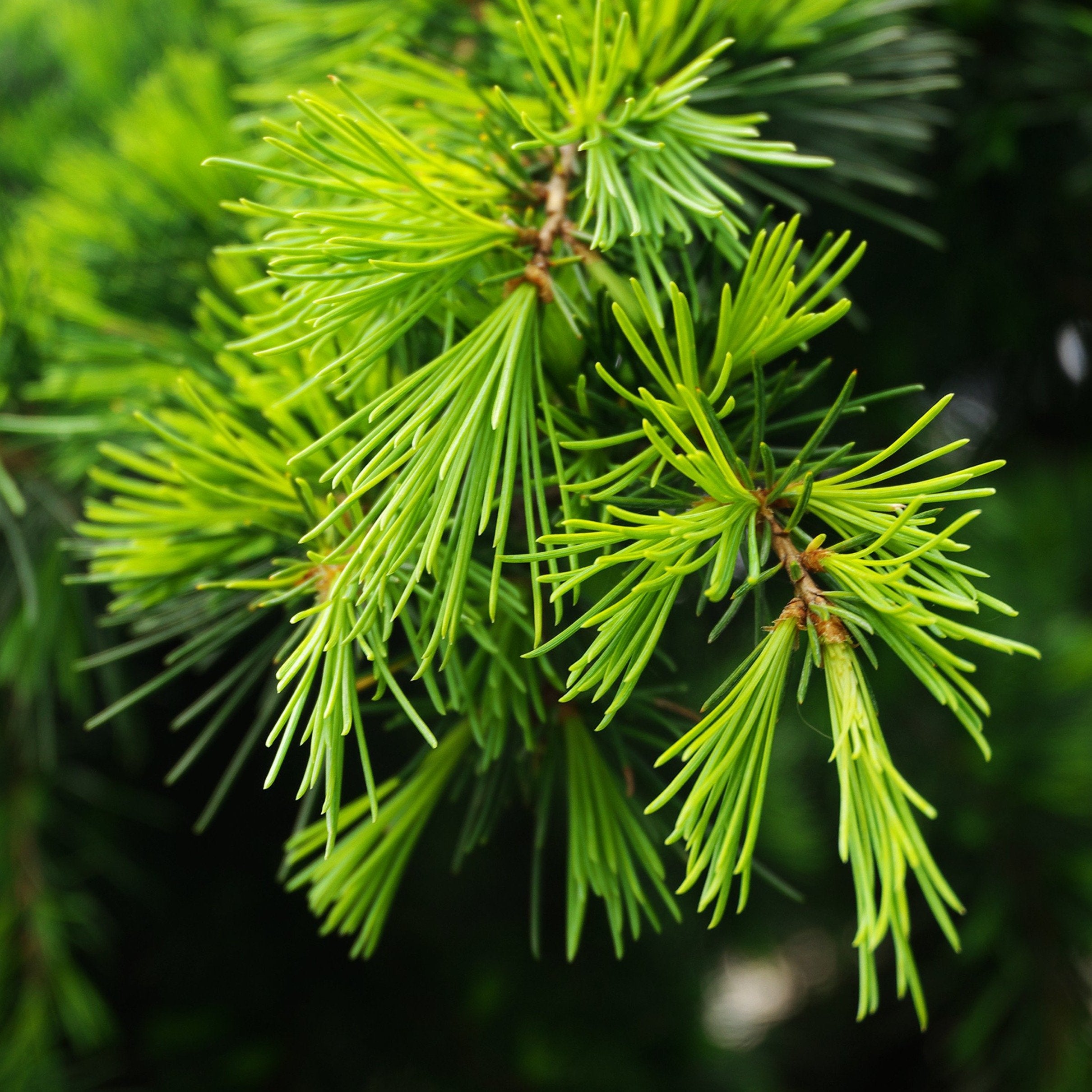 Deodar Cedar Tree