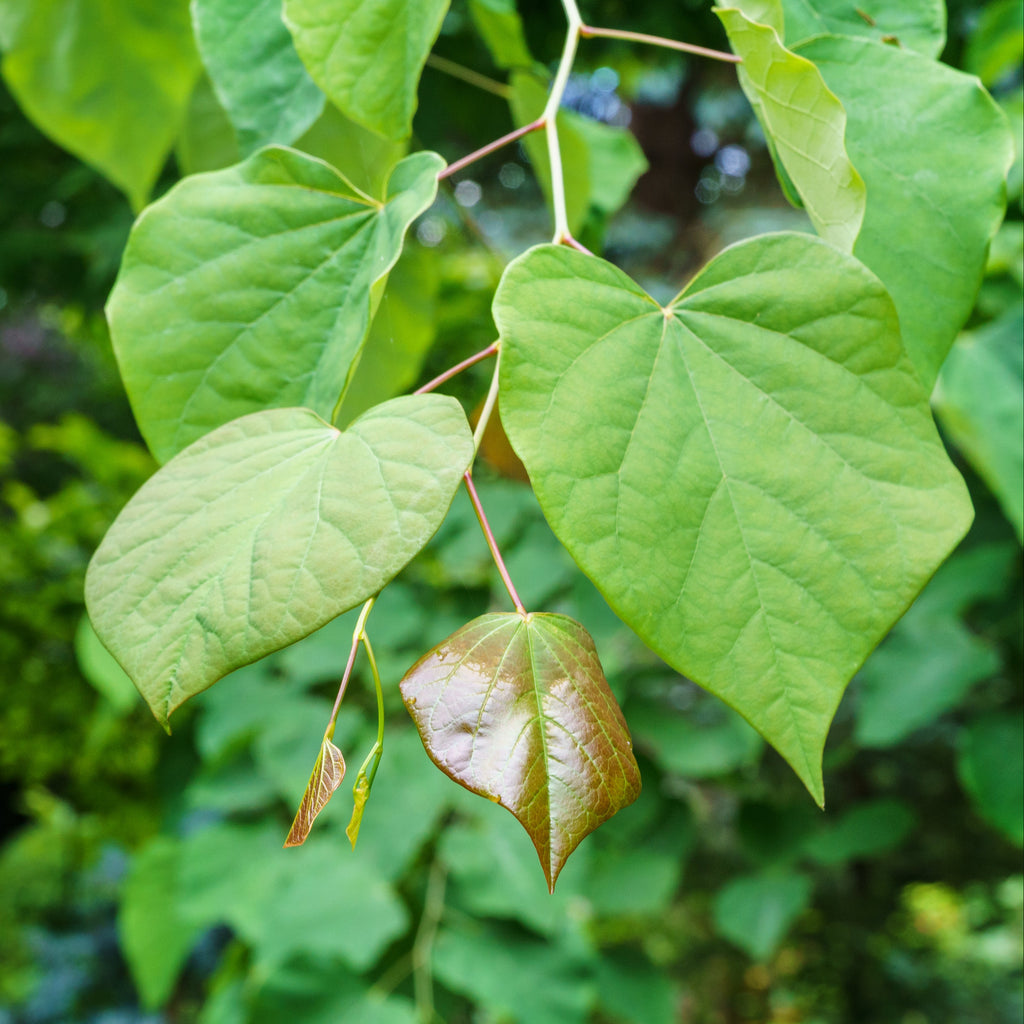 Close-up of green heart-shaped leaves on a tree branch with a blurred green forest background. Eastern Redbud