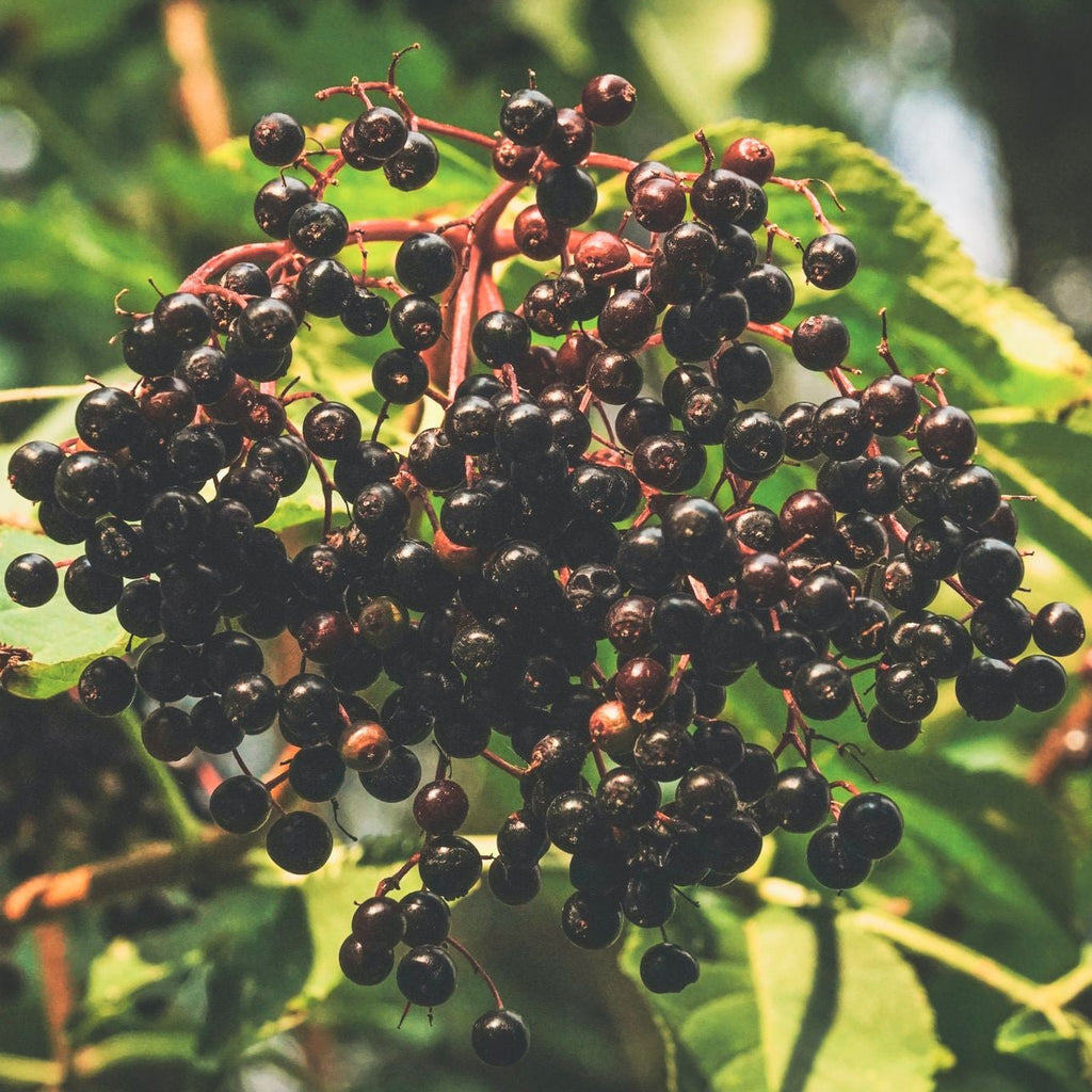 Cluster of dark berries on a branch with green leaves, elderberry bush