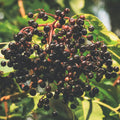 Cluster of dark berries on a branch with green leaves, elderberry bush