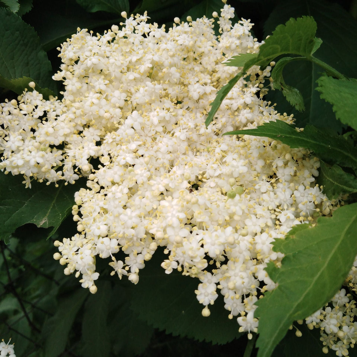 A close-up of a large cluster of small white flowers, likely viburnum, surrounded by dark green leaves. Elderberry blossoms