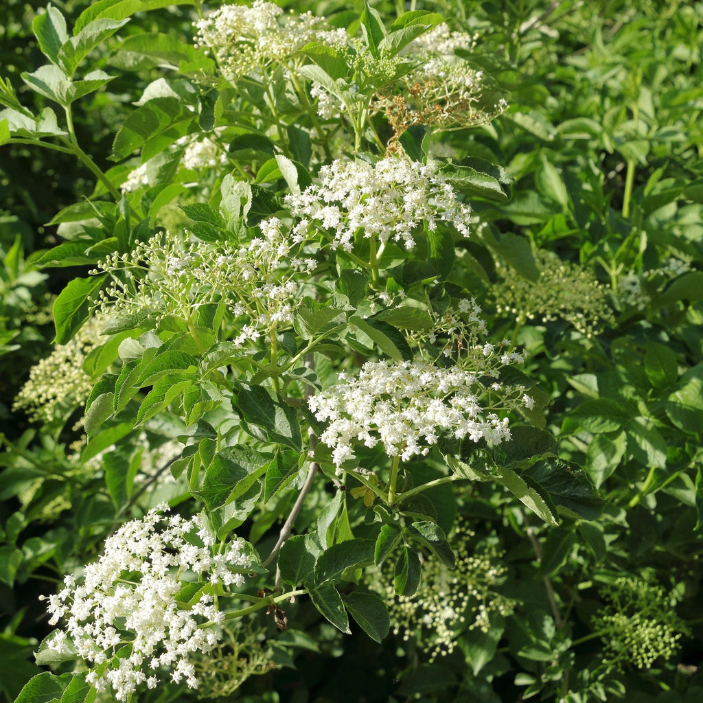 White elderberry flowers clustered on a leafy green shrub in a natural outdoor setting. Elderberry blossoms