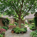 Chinese Elm Tree