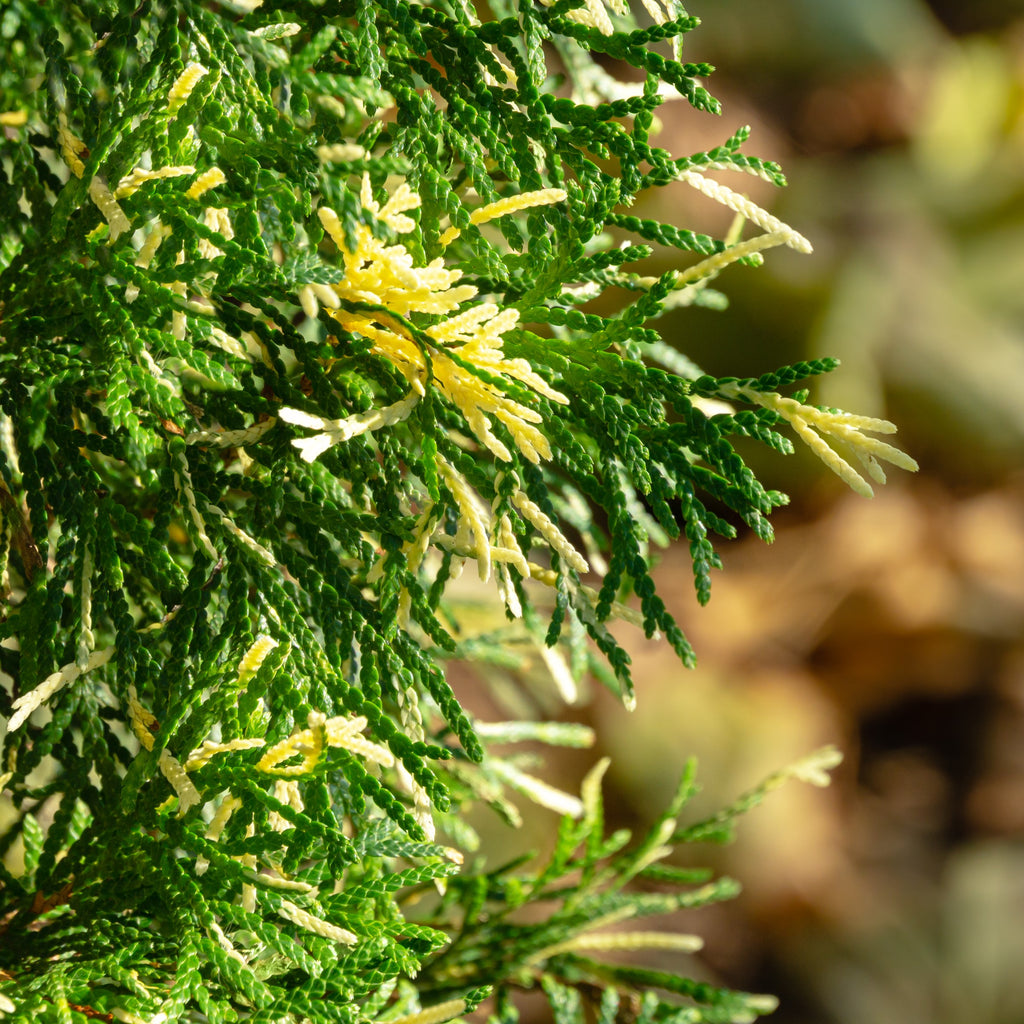 Close-up of a green conifer branch with small yellow-green needles against a blurred natural background.