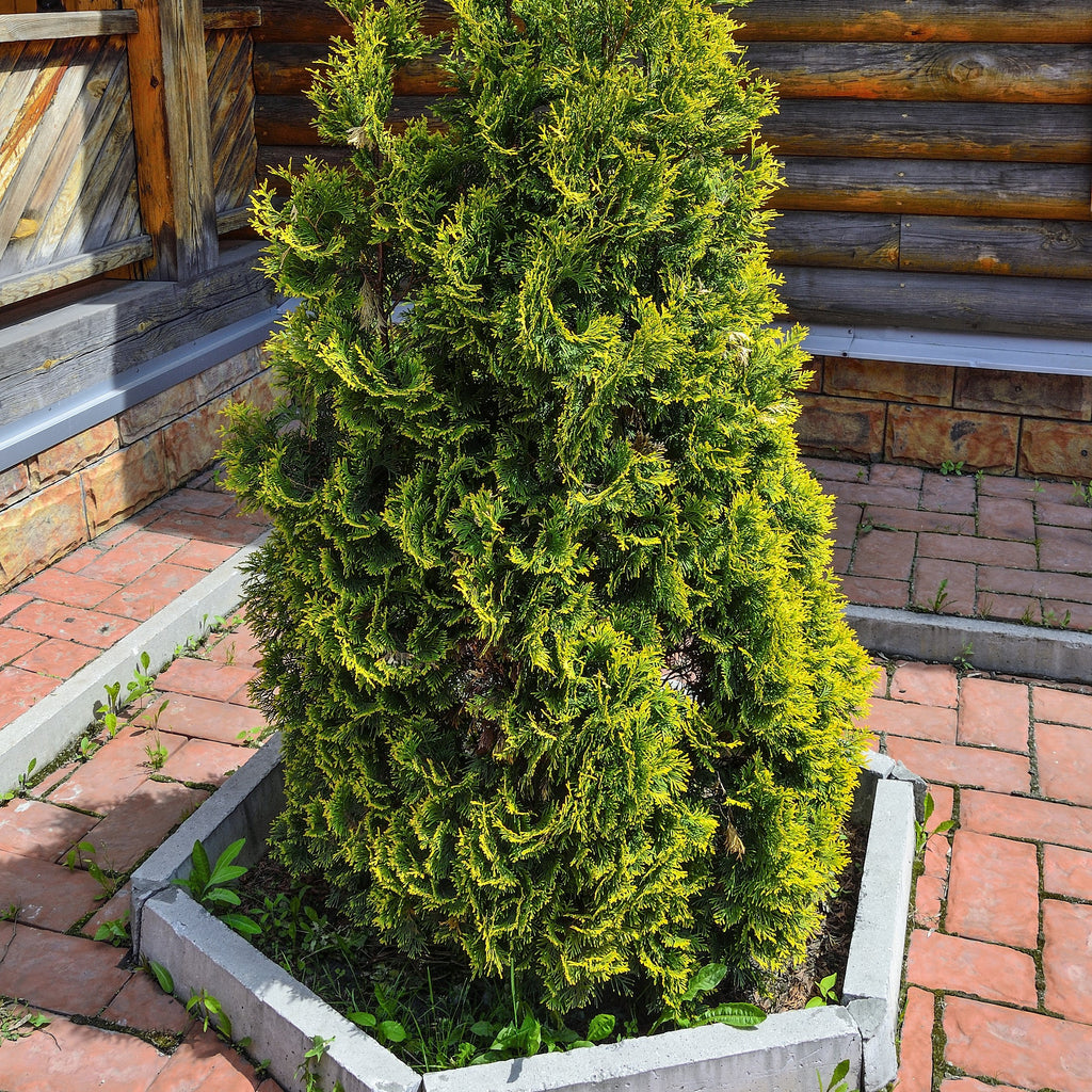 A conical evergreen shrub with dense bright green foliage planted in a hexagonal concrete planter, set on a red brick patio in front of a rustic wooden log building.