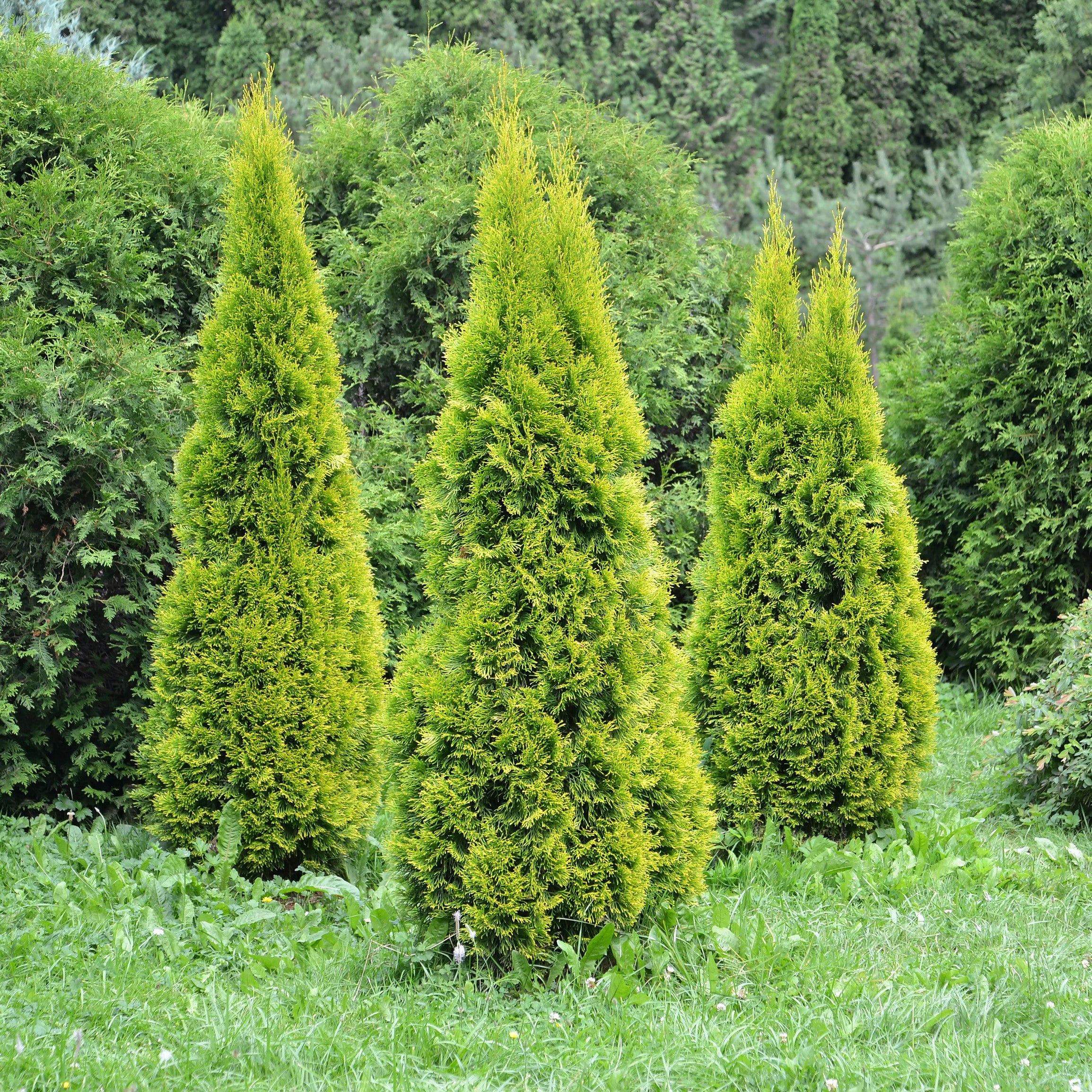 Four tall, narrow conifer shrubs with bright yellow-green foliage standing in a grassy garden bed with dense green bushes in the background.