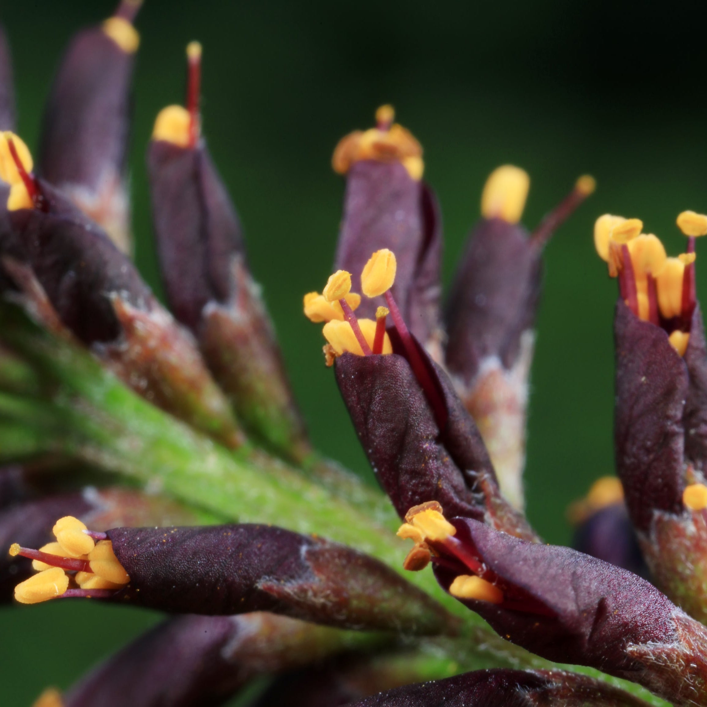 False Indigo Shrub