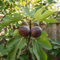 Brown Turkey Fig