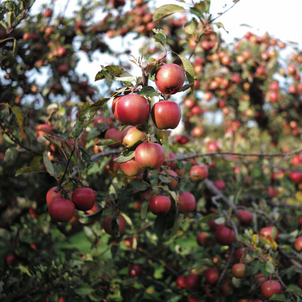 Red apples hanging from branches on an apple tree in an outdoor orchard, with green leaves and a softly blurred background.