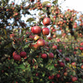Red apples hanging from branches on an apple tree in an outdoor orchard, with green leaves and a softly blurred background.