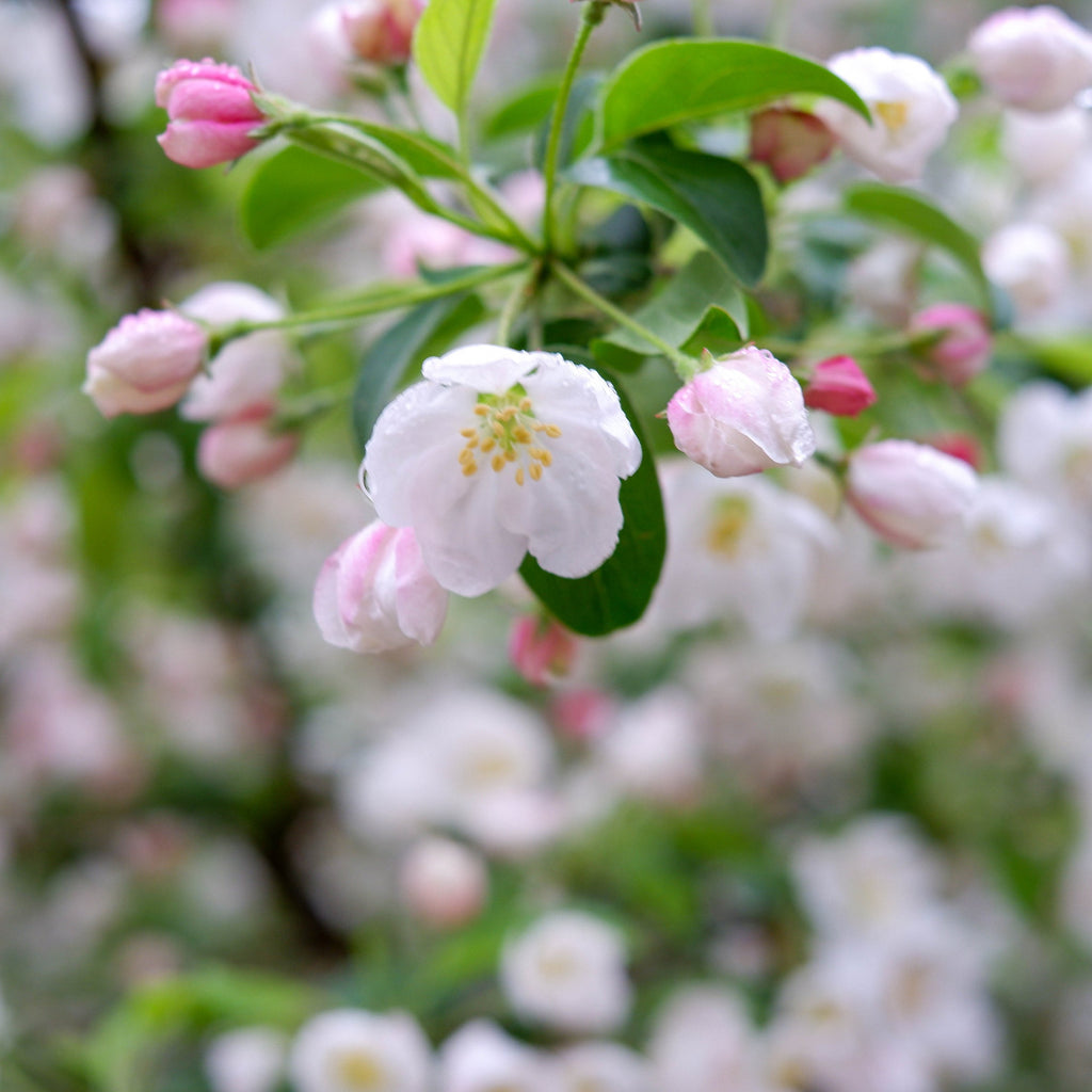 Close-up of white and pink blossoms with green leaves on a flowering tree branch, photographed outdoors with a soft blurred background.