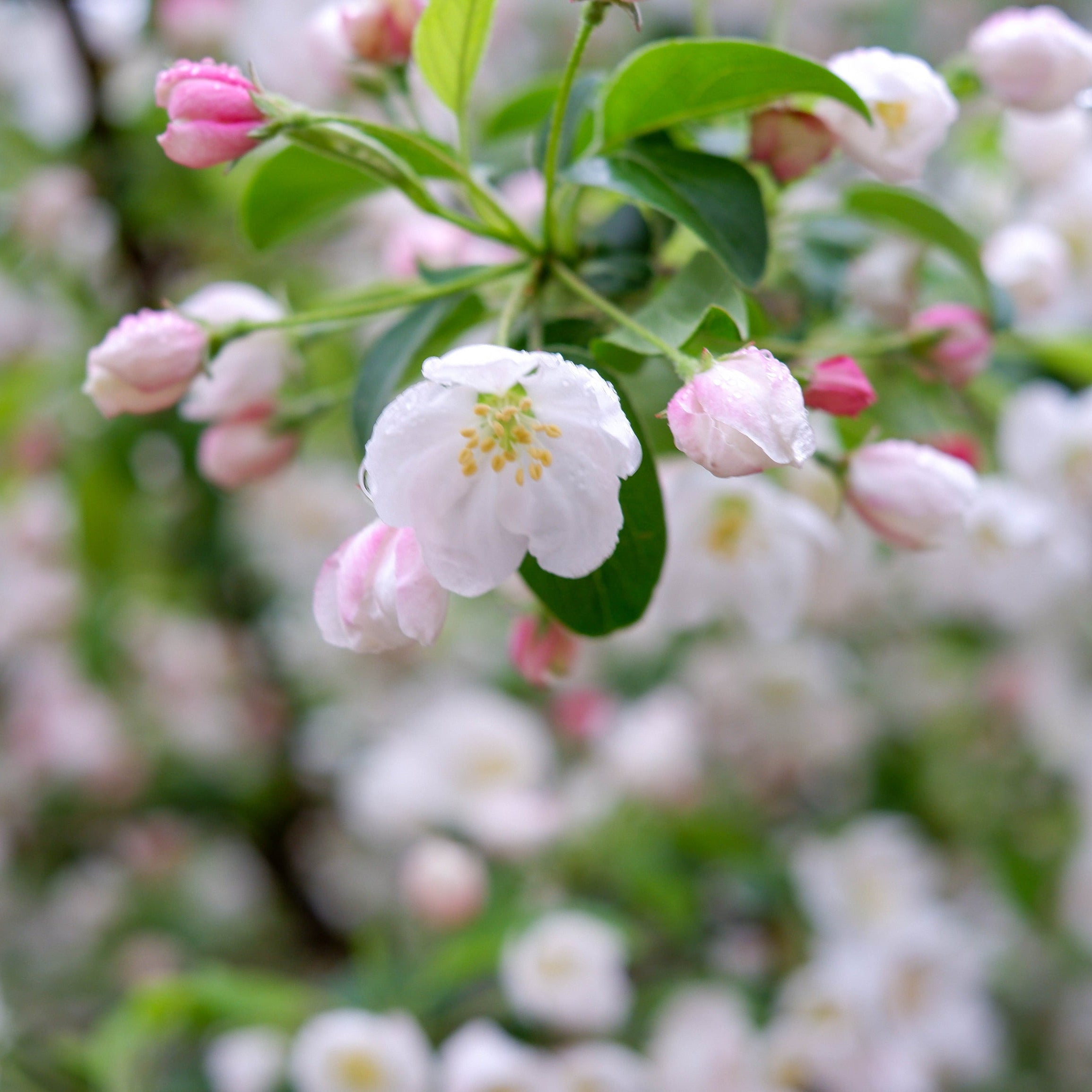 Close-up of white and pink blossoms with green leaves on a flowering tree branch, photographed outdoors with a soft blurred background.