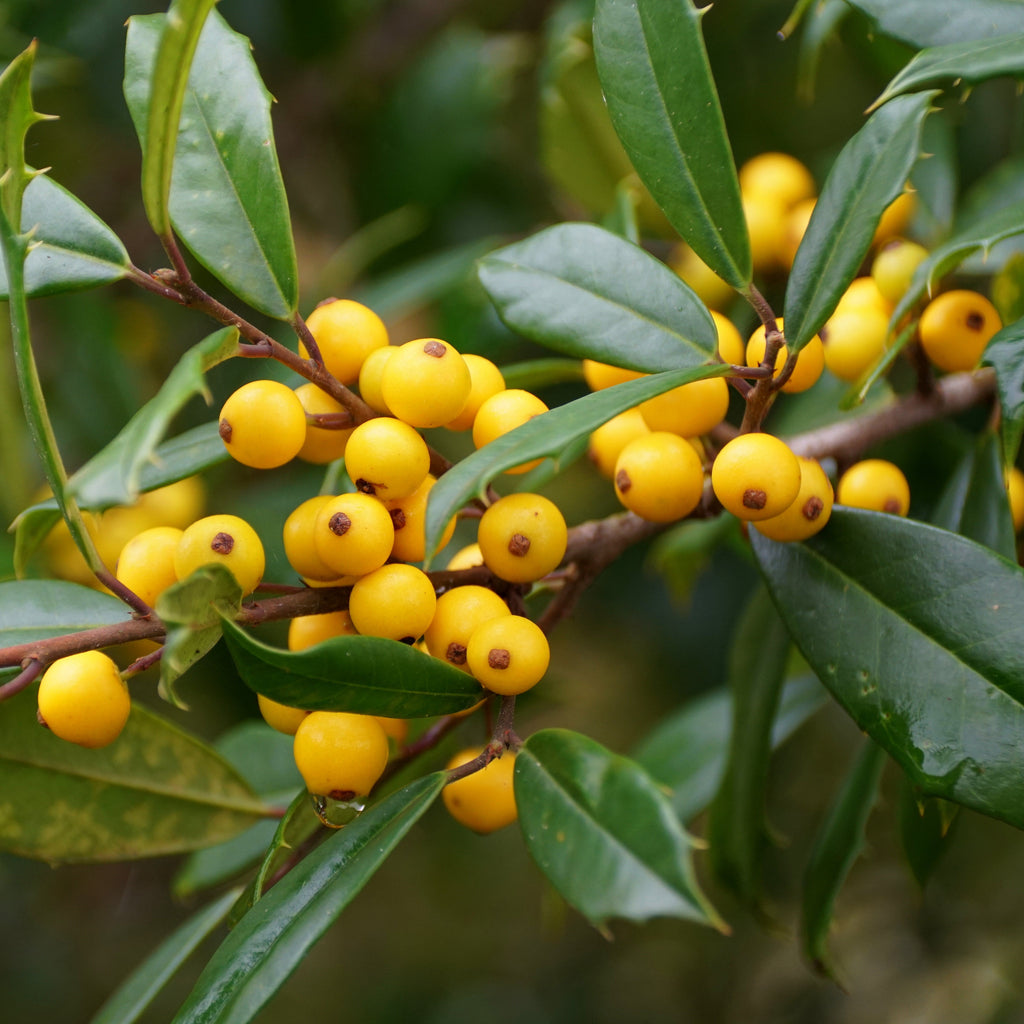 Close-up of a holly branch with glossy green leaves and clusters of small yellow berries on a blurred natural background.