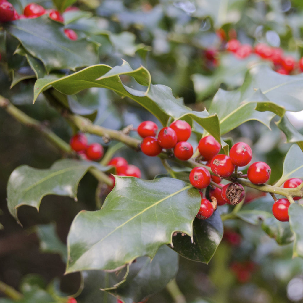 Foster Holly Tree