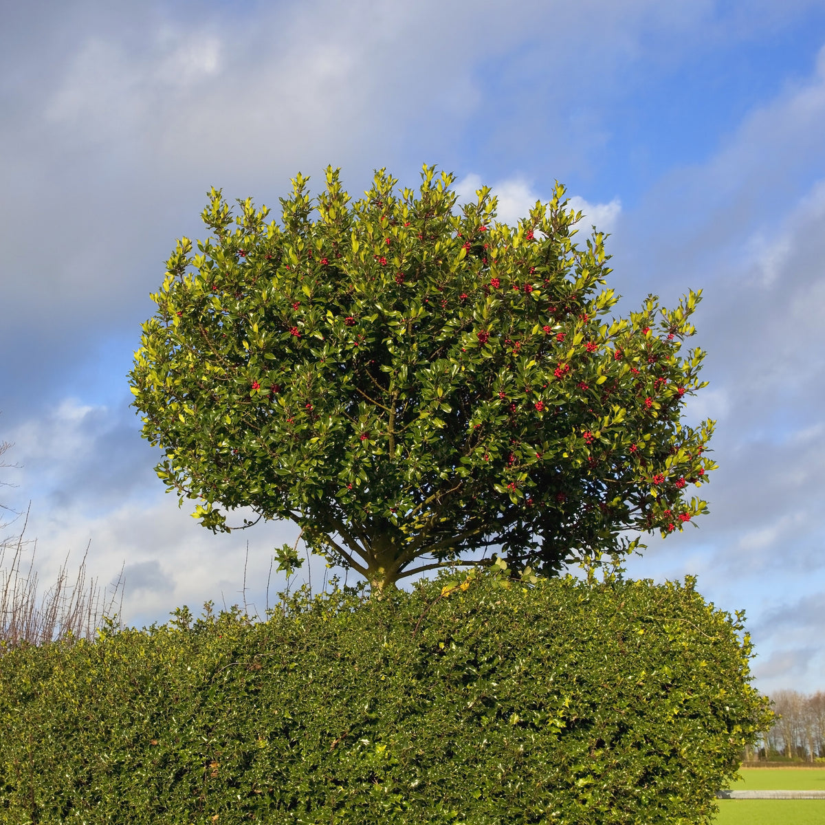 Foster Holly Tree