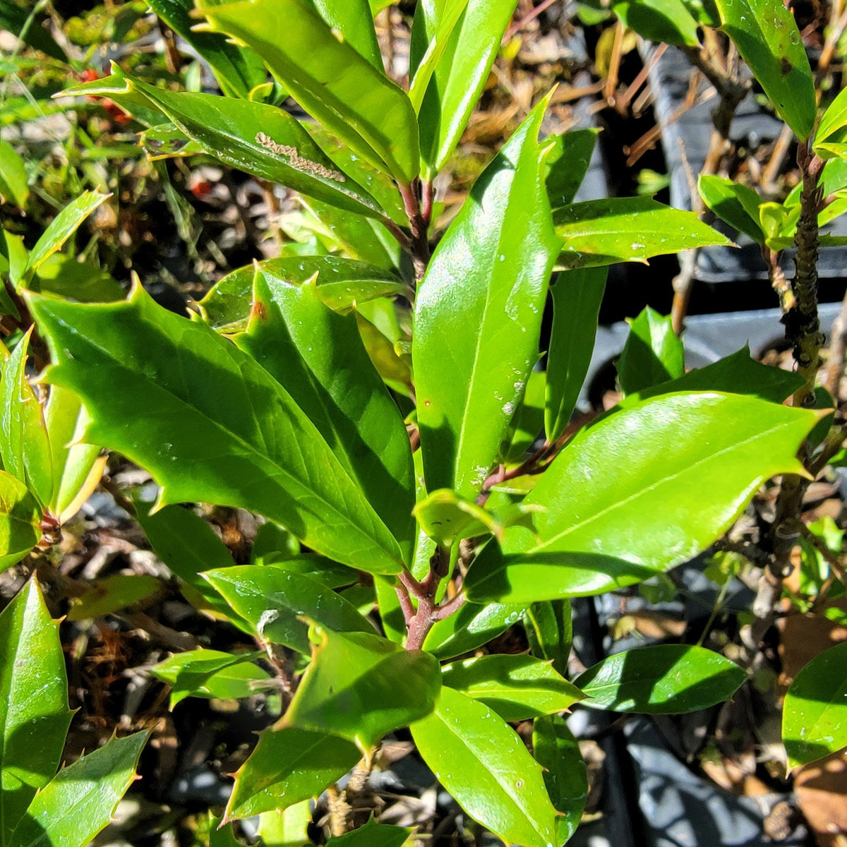 Foster Holly Tree