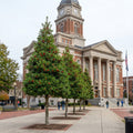 Foster Holly Tree