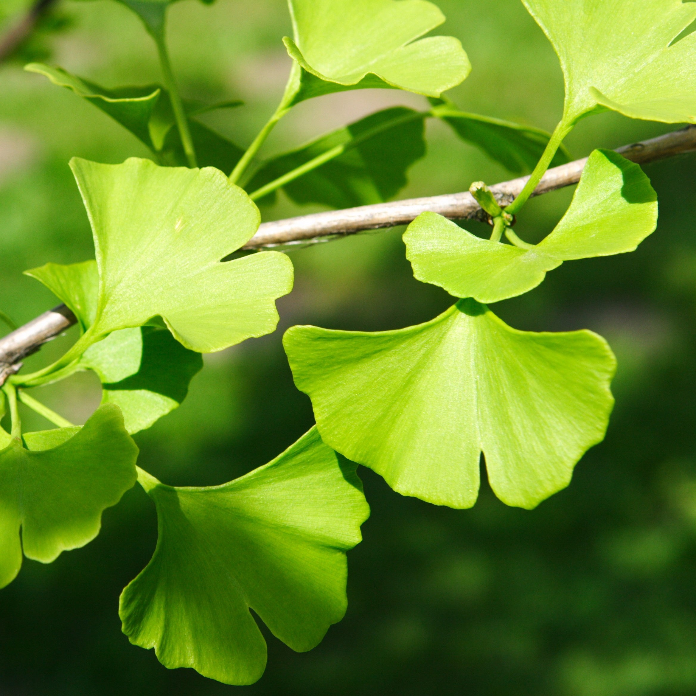 Ginkgo Biloba Tree