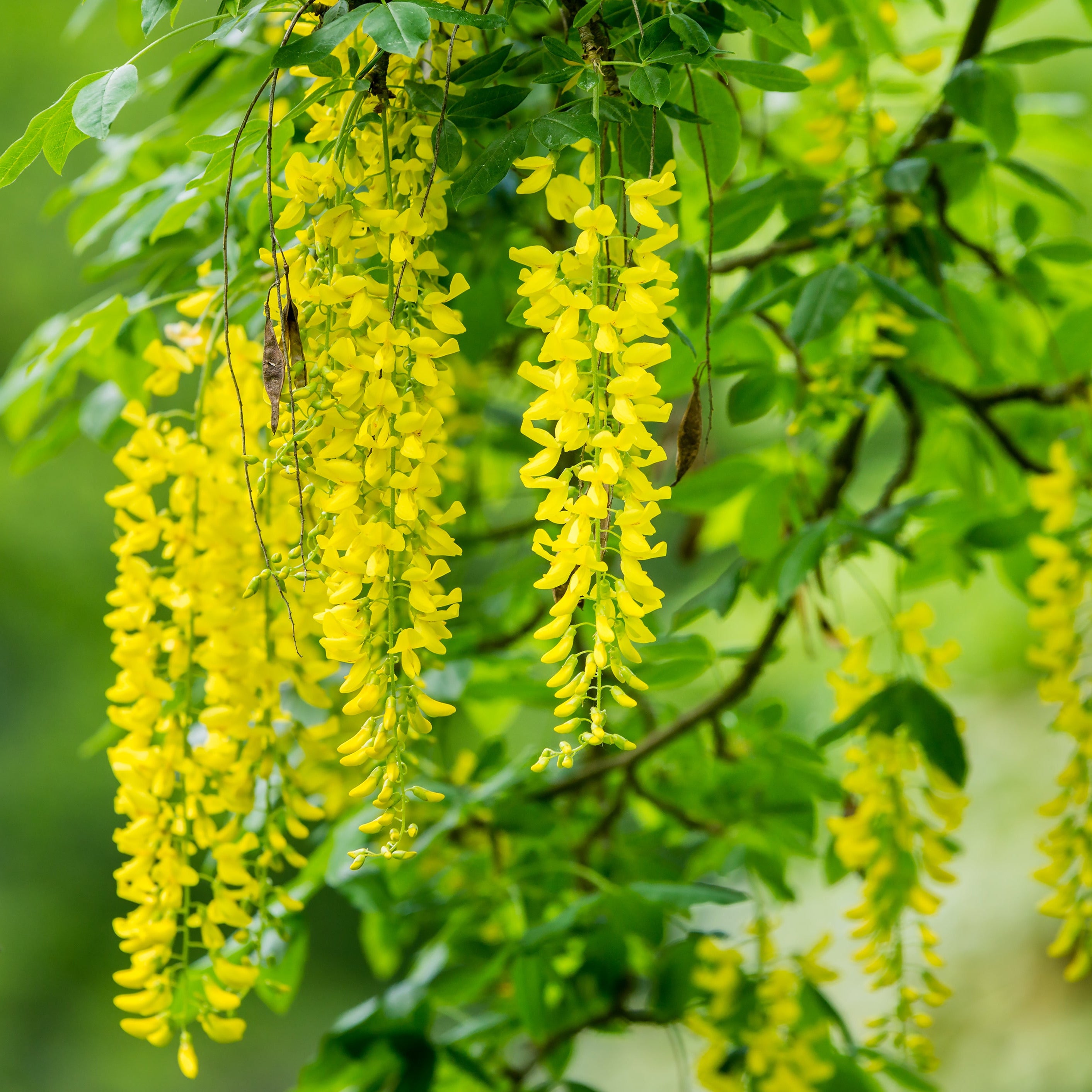Yellow flowers hanging from a tree branch with a blurred green background