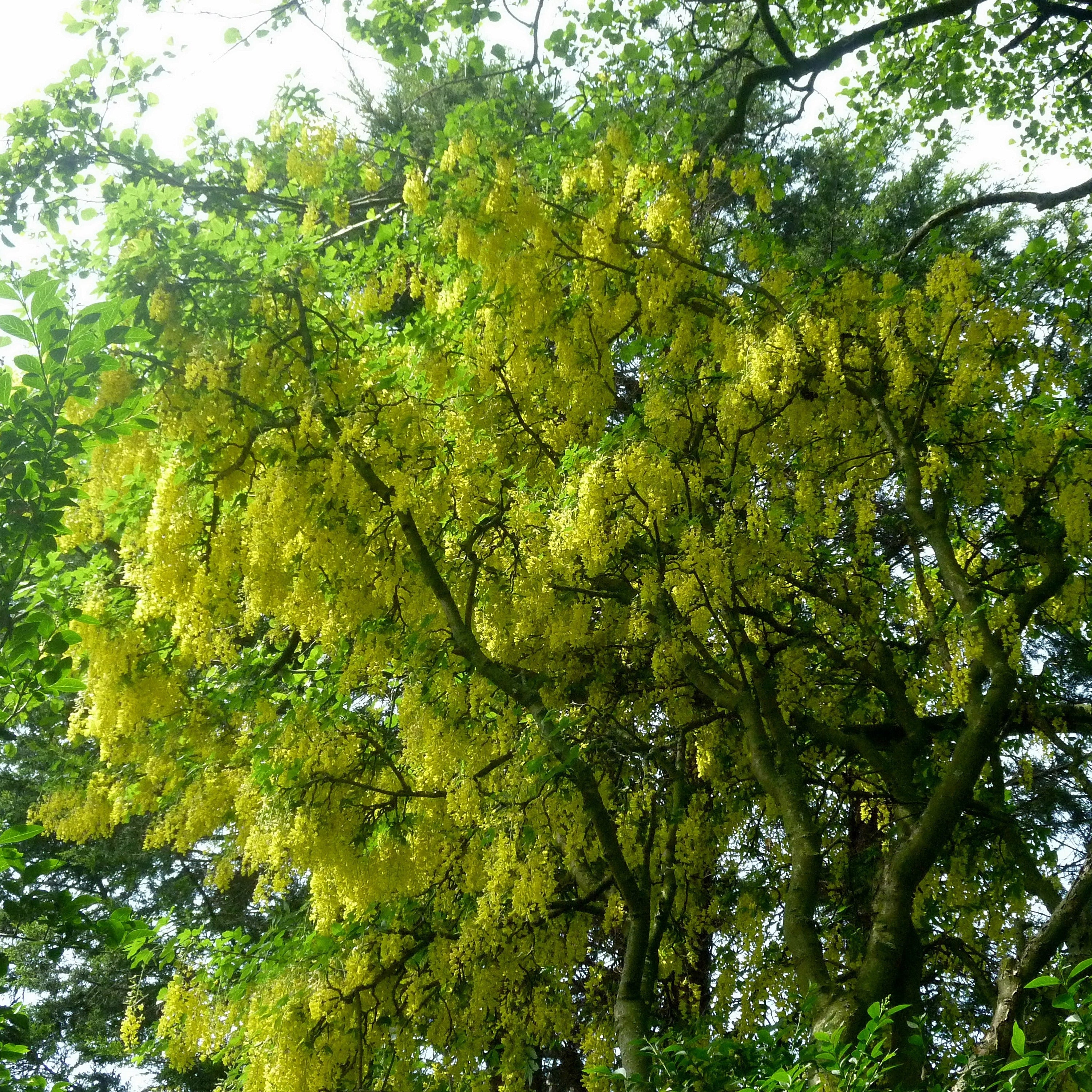 A flowering tree with dense clusters of bright yellow blossoms mixed with green leaves, photographed outdoors against a bright sky.