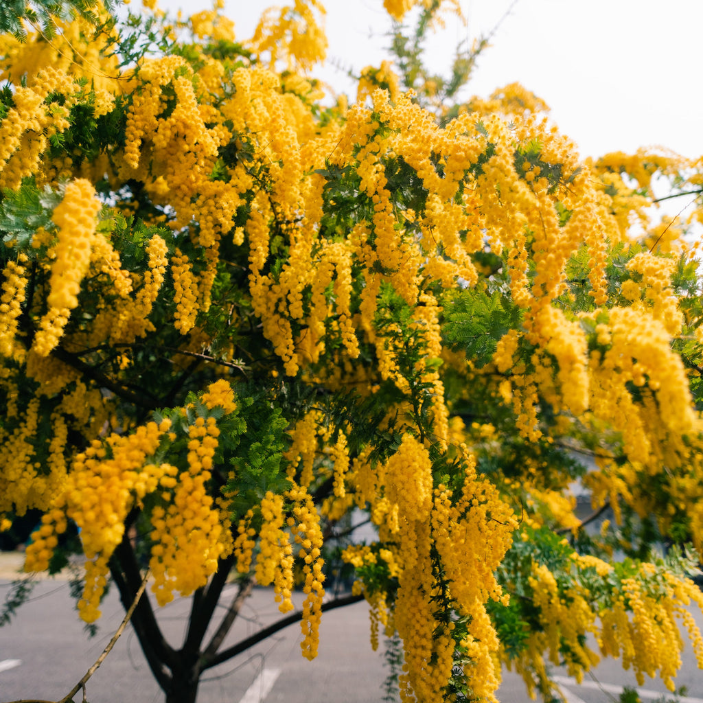 A flowering tree with dense clusters of bright yellow blossoms and green leaves, photographed outdoors against a pale sky and blurred street background.