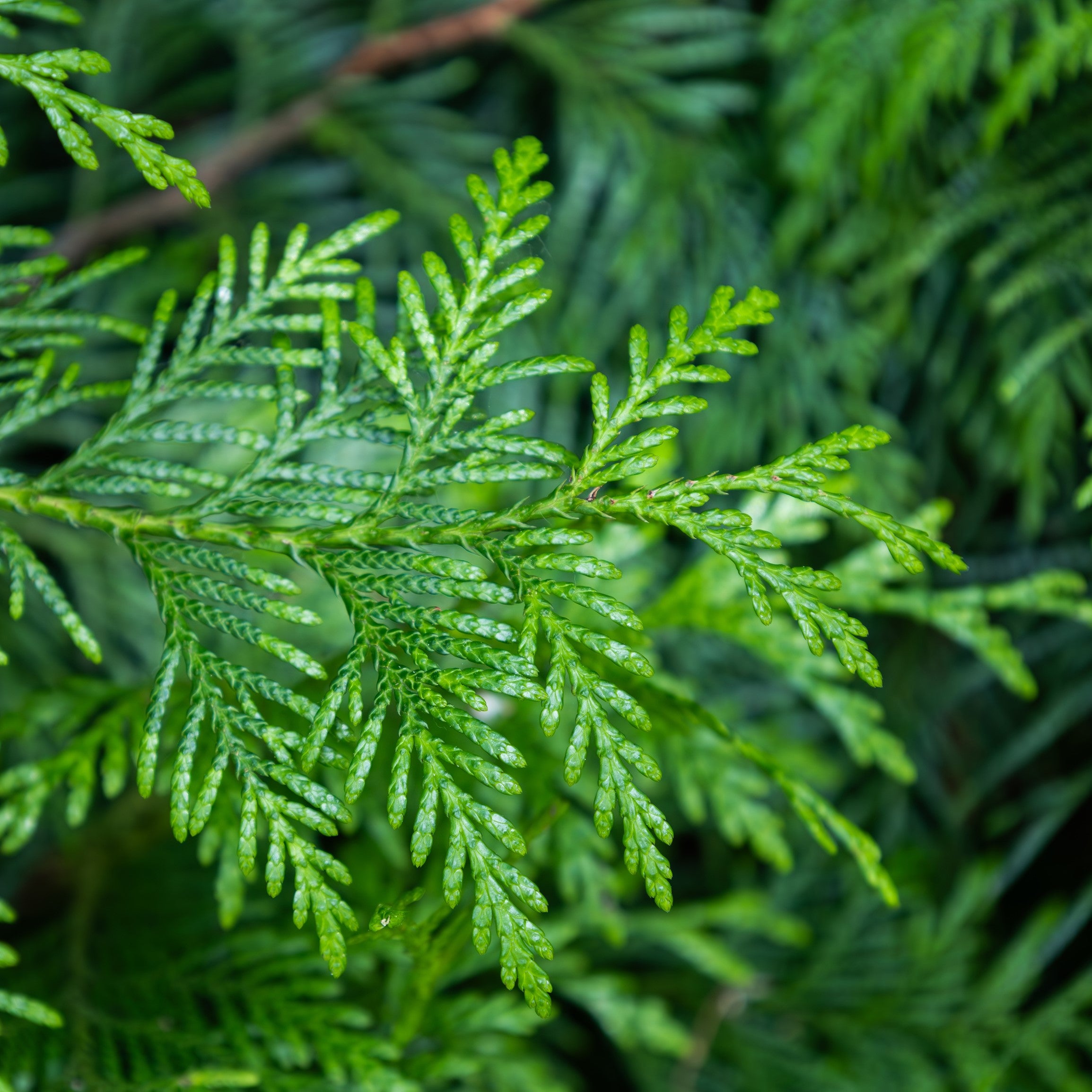 Close-up of bright green conifer branches with delicate, scale-like leaves against a soft, blurred green background.