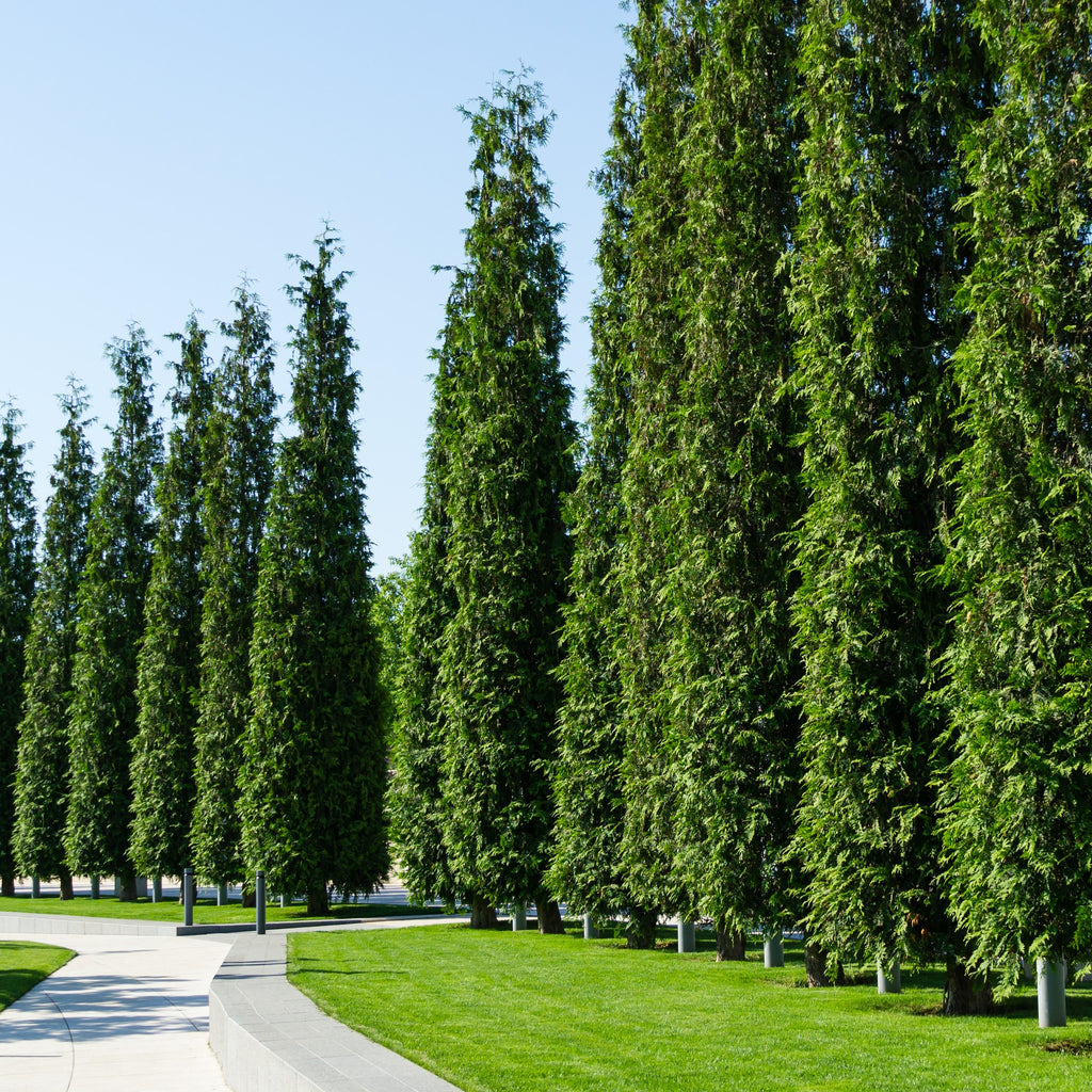A row of tall, dense green evergreen trees planted along a curved concrete pathway beside a manicured green lawn under a clear blue sky.