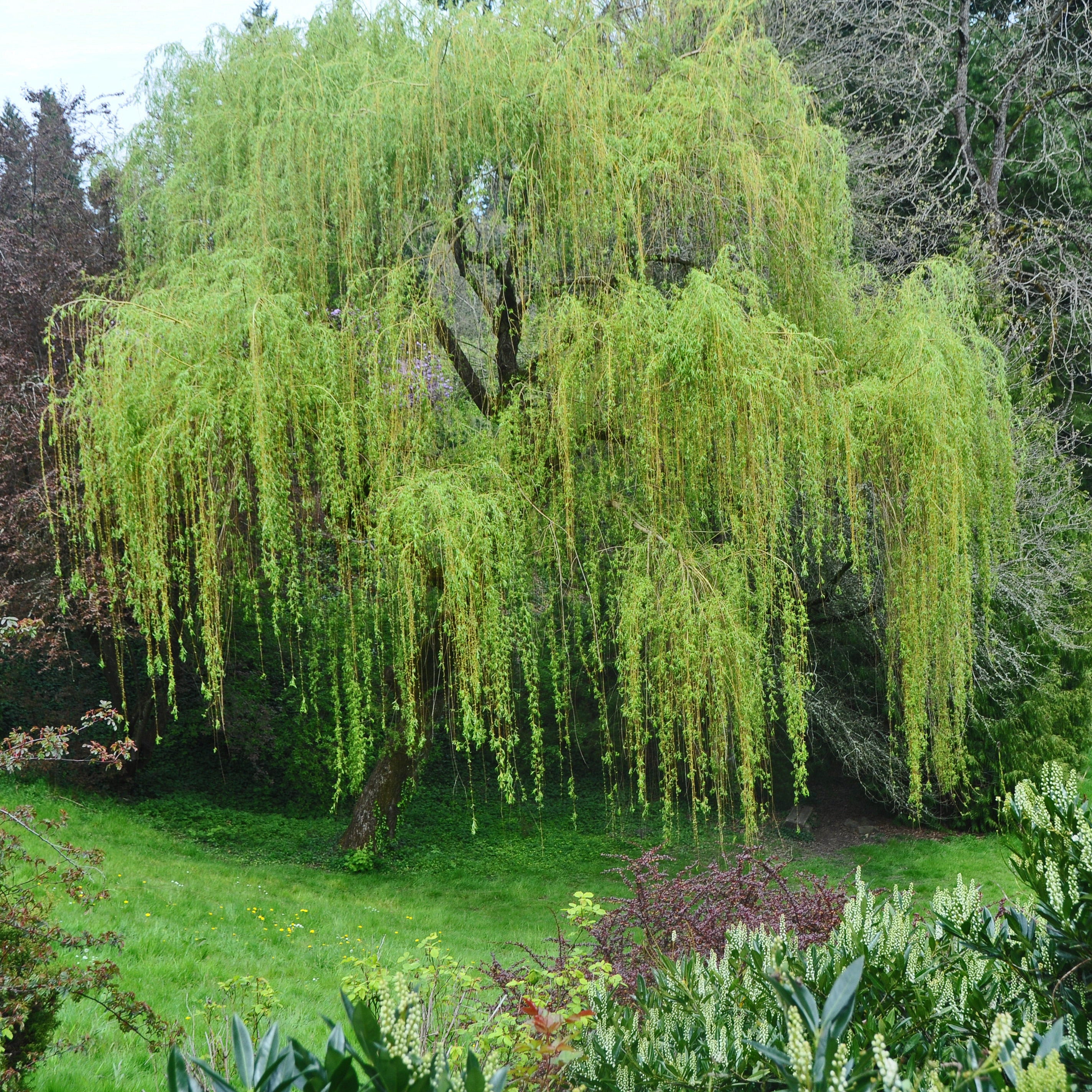 Weeping willow tree in a garden setting with other trees and greenery.