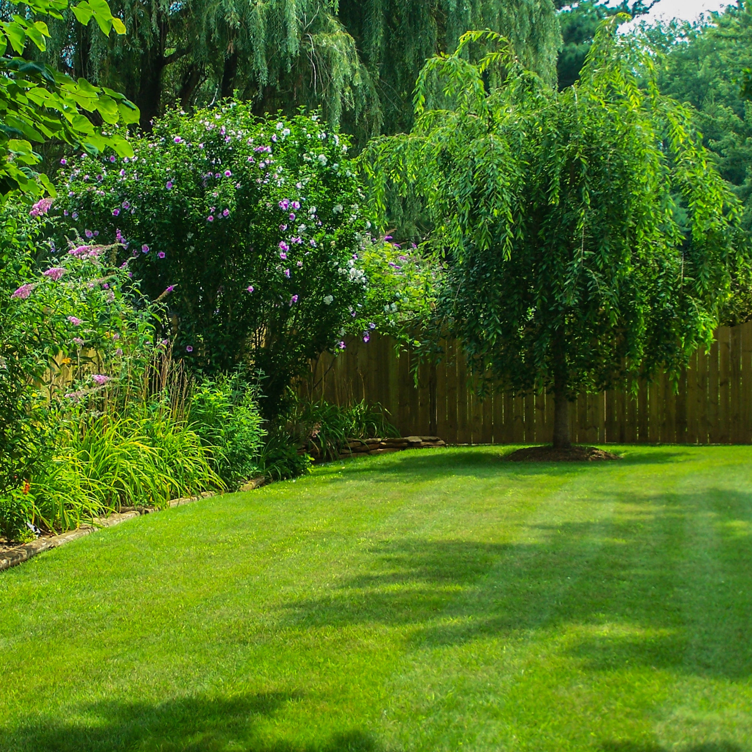 A lush green backyard lawn bordered by a wooden fence, with flowering shrubs, trees, and red flowers along the left side.