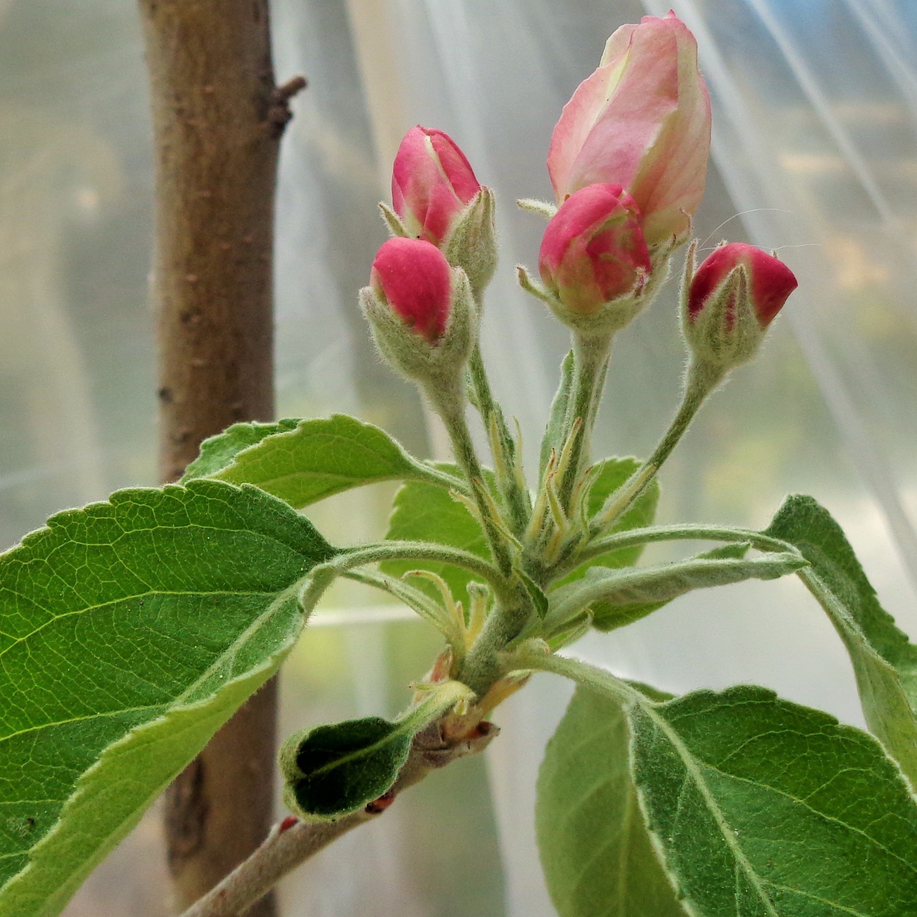 Close-up of a flowering branch with several pink apple blossom buds, green leaves, and a tree trunk in the background.